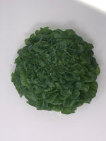 Green Oakleaf Lettuce